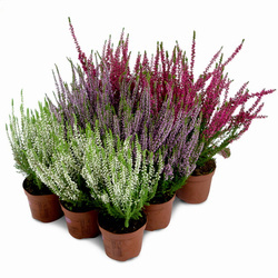 Wrzosy – 9 szt. (3 odmiany po 3 szt.)