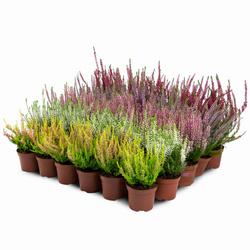 Wrzosy – 30 szt. (5 odmiany po 6 szt.)